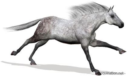 Equination.net .
